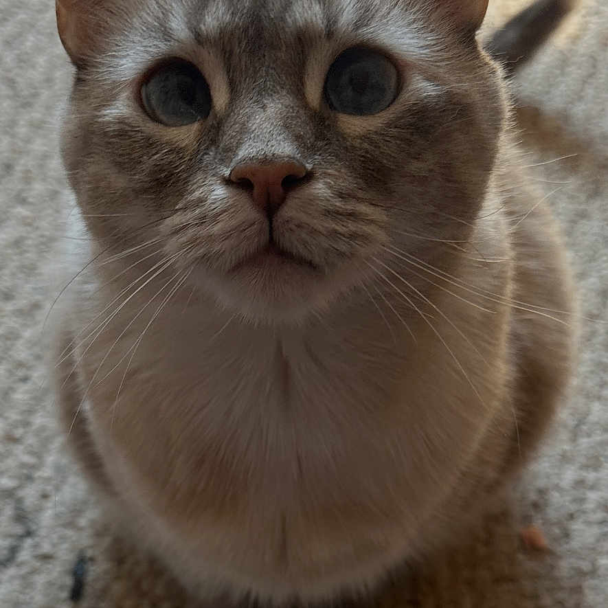 Elsa