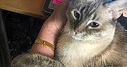 Elsa is registered to the contest to win money with this photo: cat, person, arm, bracelet, laptop, desk, cup, clothing, indoor, computer, technology, pet, feline, hand, furniture, postit_note, office, resting, closeup, cute