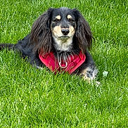 Hershey joined the competition — help win amazing prizes! dog, grass, outdoor, pet, canine, black_dog, red_harness, long_ears, lying_down, nature, greenery, animal, fur, mammal, daylight, relaxed, portrait, cute, companion, friendly