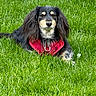 animal, black_dog, canine, companion, cute, daylight, dog, friendly, fur, grass, greenery, long_ears, lying_down, mammal, nature, outdoor, pet, portrait, red_harness, relaxed