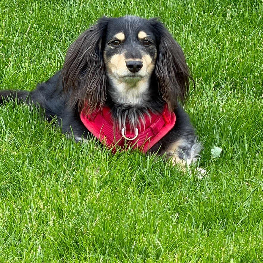 Hershey