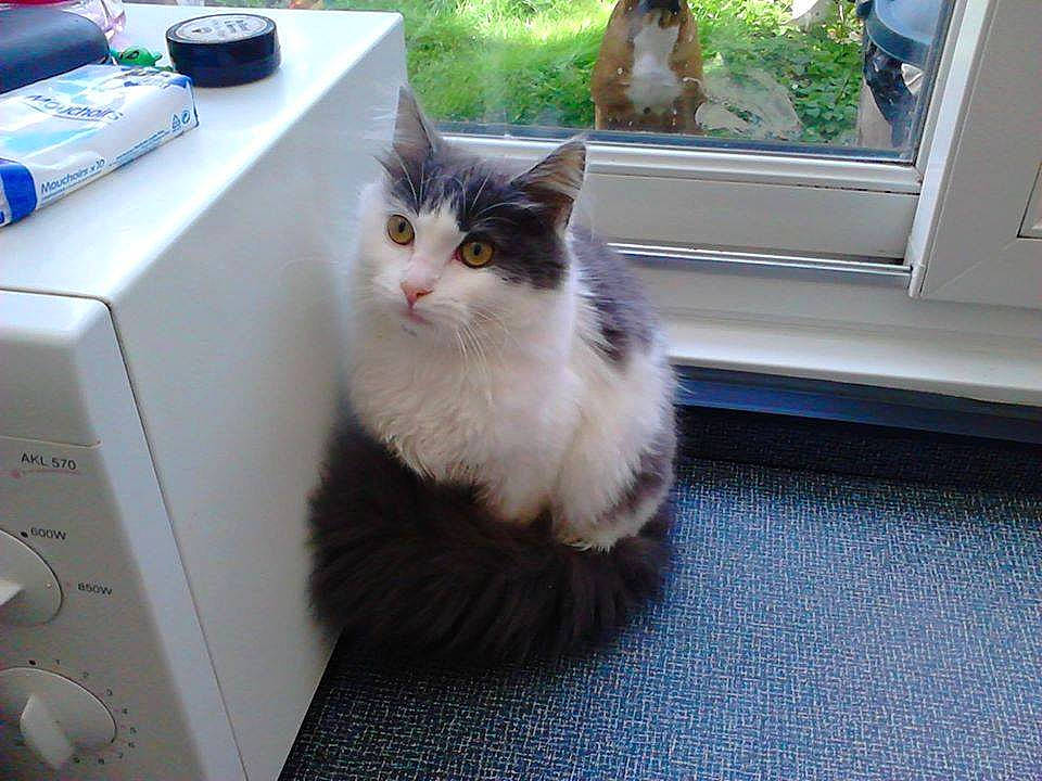 Iris a rejoint le concours — aidez-le/la à gagner de superbes lots ! aegean_cat, carnivore, cat, domestic_long_haired_cat, domestic_short_haired_cat, electronic_device, european_shorthair, felidae, fur, kitten, mammal, norwegian_forest_cat, polydactyl_cat, ragamuffin, siberian, small_to_medium_sized_cats, tabby_cat, whiskers