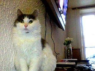 Iris a rejoint le concours — aidez-le/la à gagner de superbes lots ! aegean_cat, american_curl, british_semi_longhair, carnivore, cat, domestic_long_haired_cat, domestic_short_haired_cat, felidae, japanese_bobtail, mammal, norwegian_forest_cat, persian, polydactyl_cat, ragdoll, siberian, small_to_medium_sized_cats, turkish_angora, turkish_van, vertebrate, whiskers