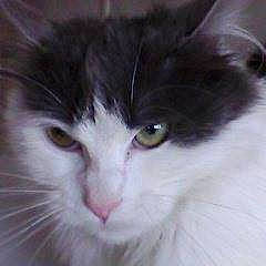 Iris a rejoint le concours — aidez-le/la à gagner de superbes lots ! american_curl, asian_semi_longhair, british_semi_longhair, carnivore, cat, cymric, domestic_long_haired_cat, eye, felidae, fur, kitten, mammal, norwegian_forest_cat, persian, ragamuffin, siberian, small_to_medium_sized_cats, snout, vertebrate, whiskers