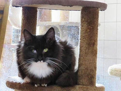 Coco participe au concours pour gagner de l'argent avec cette photo : black_cat, carnivore, cat, cat_furniture, domestic_long_haired_cat, domestic_short_haired_cat, fawn, felidae, kitten, maine_coon, mammal, norwegian_forest_cat, polydactyl_cat, ragamuffin, ragdoll, small_to_medium_sized_cats, tail, whiskers, window