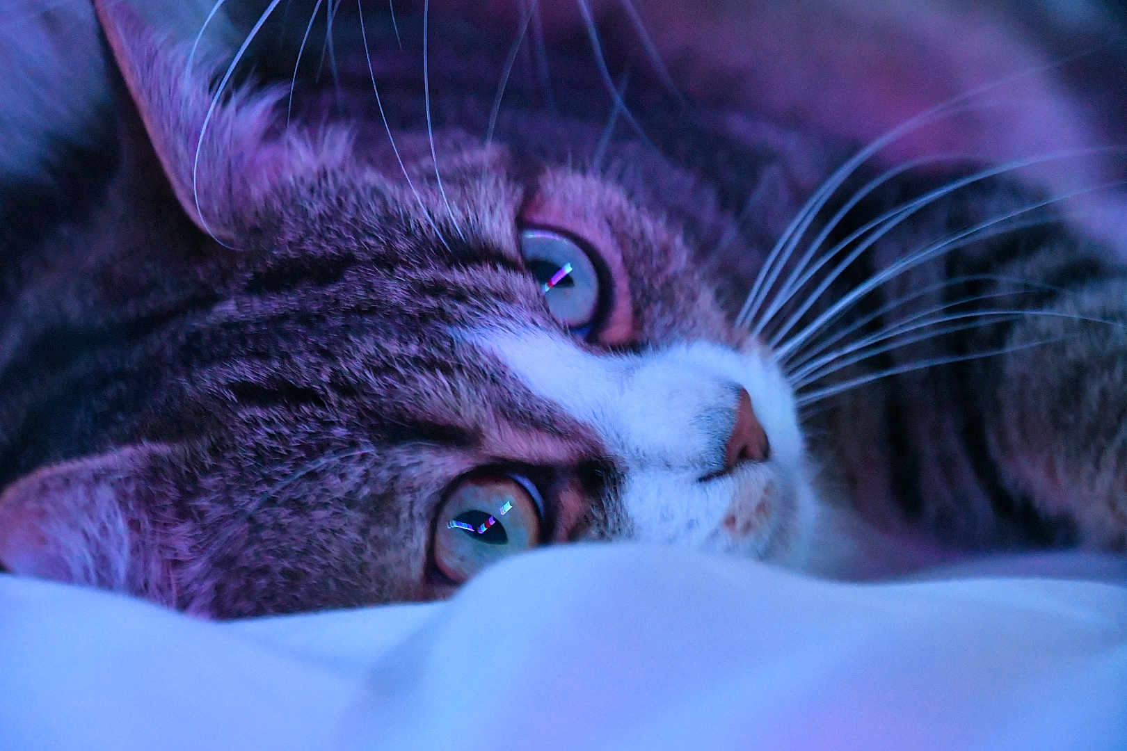 Praline a rejoint le concours — aidez-le/la à gagner de superbes lots ! bed, bedding, cat, close_up, fur, green_eyes, indoor, low_light, macro, nose, pet, pillow, portrait, purple_lighting, reflection, relaxed, sleepy, soft_focus, tabby_cat, whiskers