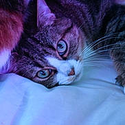 Praline a rejoint le concours — aidez-le/la à gagner de superbes lots ! bedding, cat, close_up, cozy, feline, fur, green_eyes, indoor, paw, pet, pillow, portrait, purple_tint, resting, sleeping_spot, sleepy, soft_lighting, striped, tabby_cat, whiskers