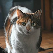 Chanel participe au concours pour gagner de l'argent avec cette photo : animal, calico_cat, cat, close_up, curious, domestic_cat, ears, feline, floor, fur, green_eyes, home_interior, indoors, looking_at_camera, pet, portrait, sitting, tabby, whiskers, wooden_floor