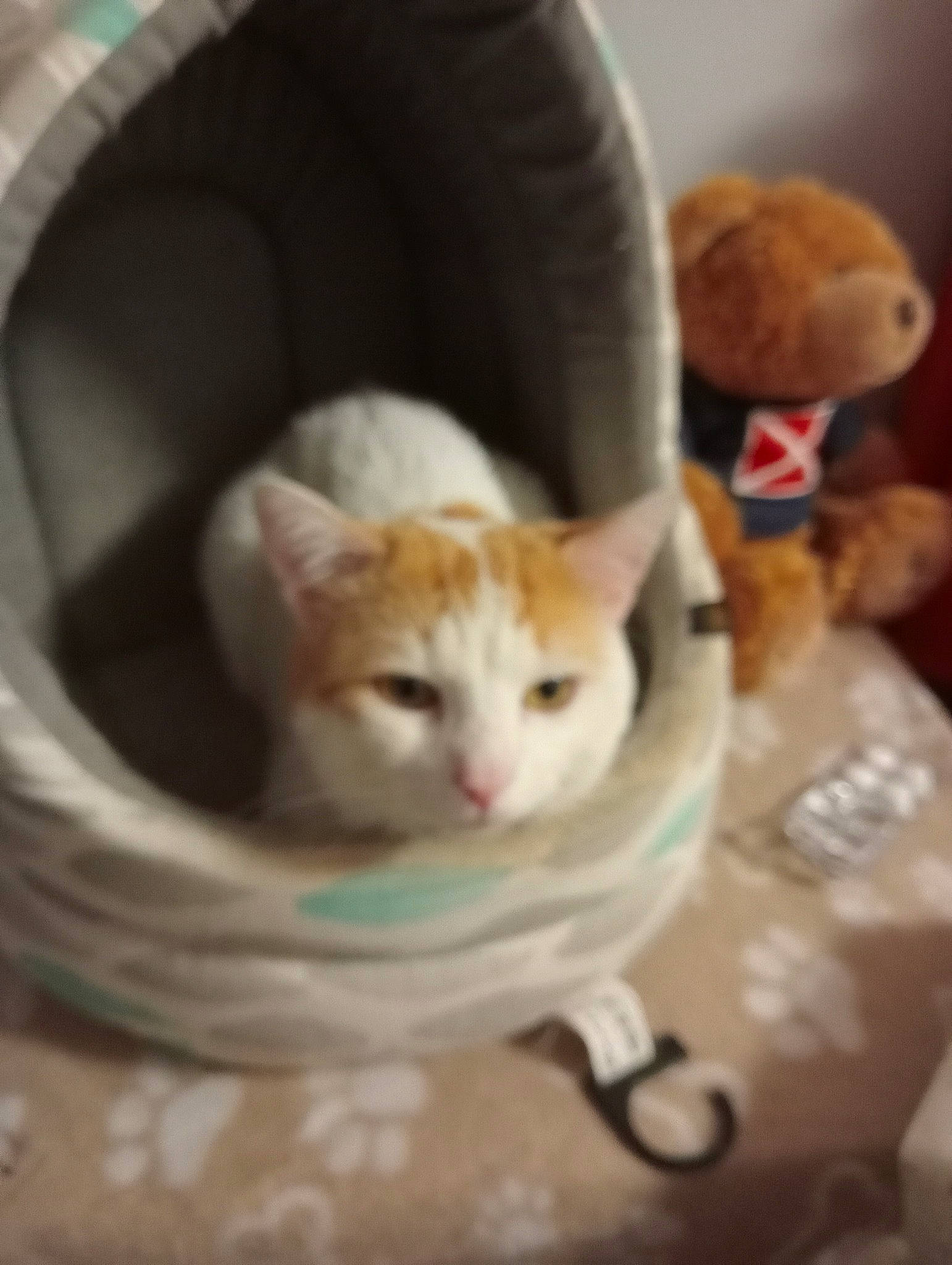 Sacha participe au concours pour gagner de l'argent avec cette photo : carnivore, cat, cat_supply, comfort, domestic_short_haired_cat, fawn, felidae, fur, paw, pet_supply, photo_caption, room, sitting, small_to_medium_sized_cats, snout, tail, whiskers, wood