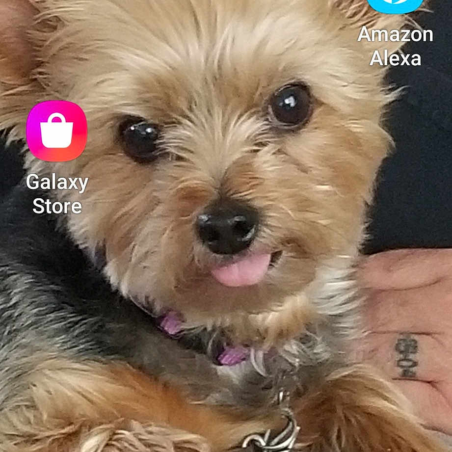 Cali joined the competition — help win amazing prizes! biewer_terrier, canidae, carnivore, companion_dog, dog, dog_breed, dog_supply, font, fur, liver, pet_supply, photo_caption, recipe, snout, sporting_group, terrier, toy_dog, water_dog, working_animal, yorkipoo