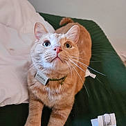 Bubba joined the competition — help win amazing prizes! cat, orange_tabby, pet, indoor, milk_carton, curious, whiskers, collar, tag, feline, fur, animal, cute, looking_up, paws, resting, bedroom, domestic_cat, closeup, playful