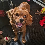 Butterscotch is registered to the contest to win money with this photo: dog, brown_dog, pet, smiling, happy, toy, floor, playful, indoor, canine, fur, ears, mouth_open, looking_up, animal, companion, cute, domestic_animal, cheerful, standing