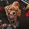 dog, brown_dog, pet, smiling, happy, toy, floor, playful, indoor, canine, fur, ears, mouth_open, looking_up, animal, companion, cute, domestic_animal, cheerful, standing