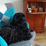 Shadow a rejoint le concours — aidez-le/la à gagner de superbes lots ! dog, black_dog, fluffy, chair, patchwork, furniture, living_room, wooden_cabinet, decor, photo_frame, floor, carpet, pet, indoor, cozy, relaxed, seated, looking_away, home, comfort