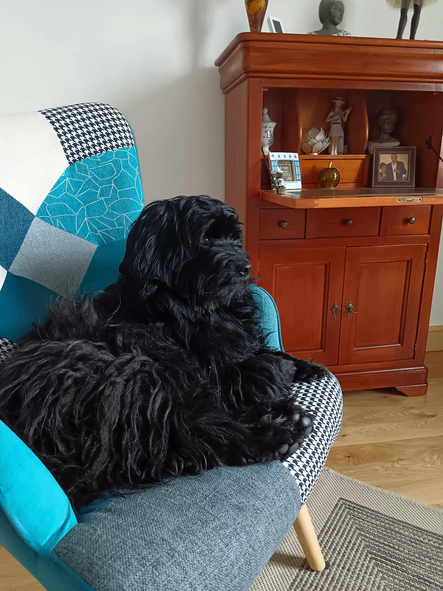 Shadow a rejoint le concours — aidez-le/la à gagner de superbes lots ! dog, black_dog, fluffy, chair, patchwork, furniture, living_room, wooden_cabinet, decor, photo_frame, floor, carpet, pet, indoor, cozy, relaxed, seated, looking_away, home, comfort