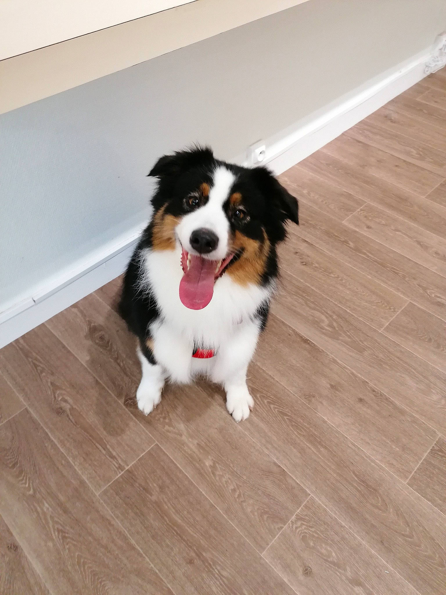 Oupsie a rejoint le concours — aidez-le/la à gagner de superbes lots ! bernese_mountain_dog, canidae, carnivore, companion_dog, dog, dog_breed, flooring, fur, hardwood, herding_dog, laminate_flooring, plank, plant, snout, sporting_group, varnish, whiskers, wood, wood_flooring, wood_stain