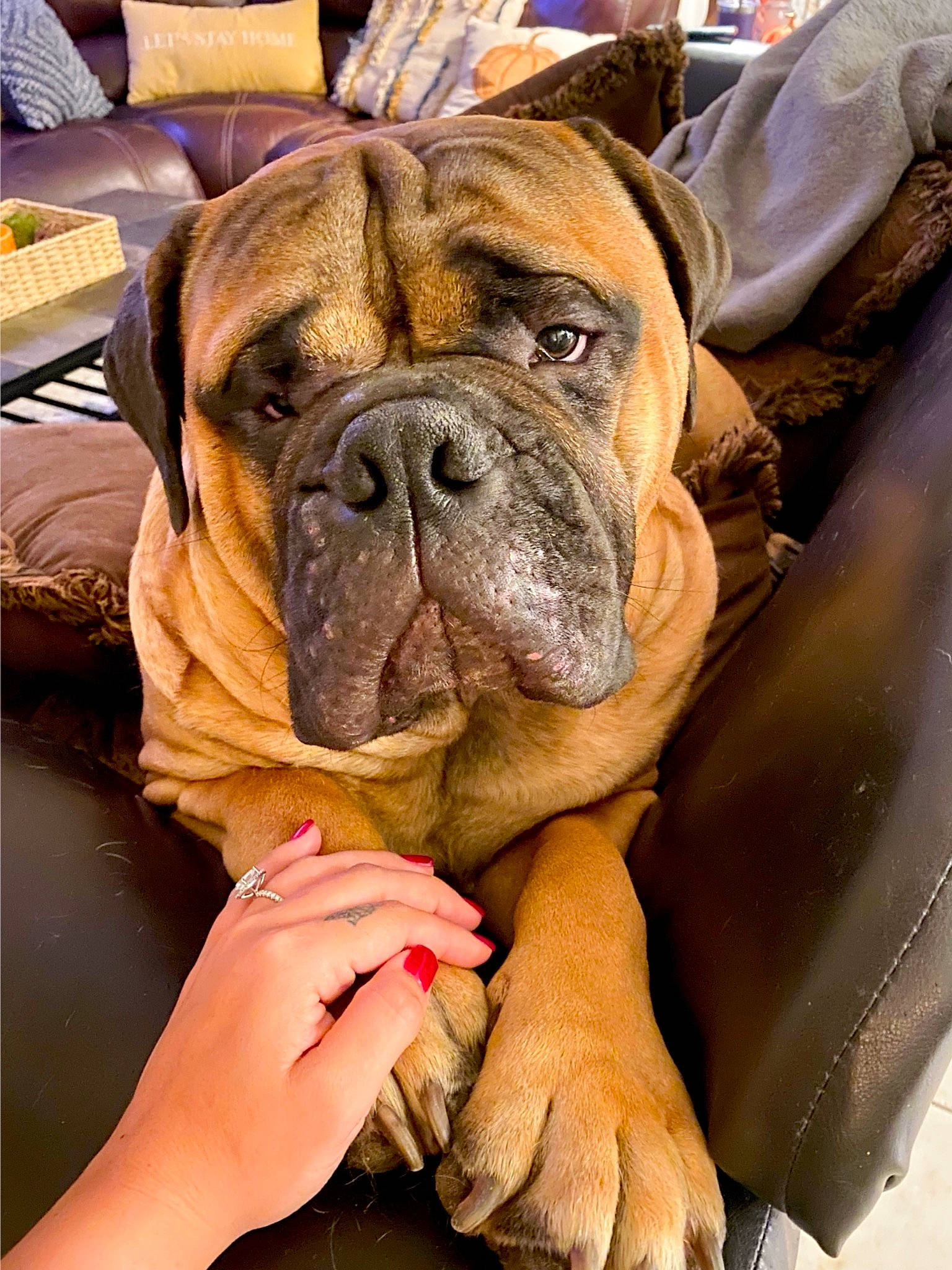 Bear joined the competition — help win amazing prizes! bulldog, canidae, carnivore, collar, comfort, companion_dog, dog, dog_breed, dog_collar, fawn, giant_dog_breed, liver, molosser, snout, sporting_group, toy_dog, whiskers, working_animal, working_dog, wrinkle