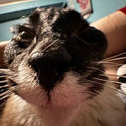 Tater joined the competition — help win amazing prizes! cat, close_up, feline, whiskers, nose, fur, black_and_white, pet, animal, portrait, selfie, indoor, cozy, blue_wall, blurred_background, long_whiskers, facial_features, curious, funny, photography
