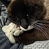Tater is registered to the contest to win money with this photo: cat, feline, close_up, portrait, sleepy, relaxed, cuddling, plush_toy, toy, whiskers, paws, black_and_white, brown_fur, blue_eyes, indoors, blanket, cozy, soft_texture, pet, cute