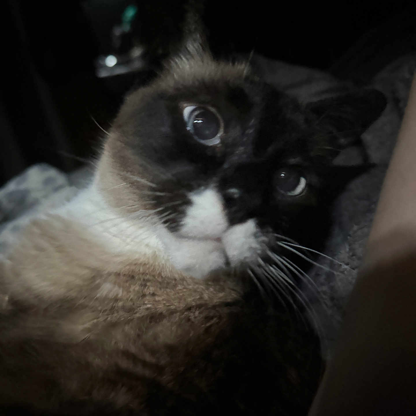 Tater