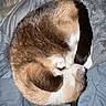 Tater joined the competition — help win amazing prizes! cat, sleeping, curled_up, relaxed, paw, tail, fur, tabby, white_fur, brown_fur, black_fur, calico, pet, animal, blanket, bedding, indoors, cozy, cute, close_up