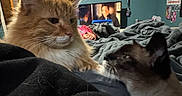 Tater is registered to the contest to win money with this photo: cats, cat, feline, orange_cat, black_and_white_cat, pets, animals, bed, bedroom, blanket, fur, whiskers, ears, indoor, television, home, relaxing, sleeping, portrait, cozy