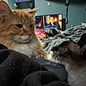 cats, cat, feline, orange_cat, black_and_white_cat, pets, animals, bed, bedroom, blanket, fur, whiskers, ears, indoor, television, home, relaxing, sleeping, portrait, cozy