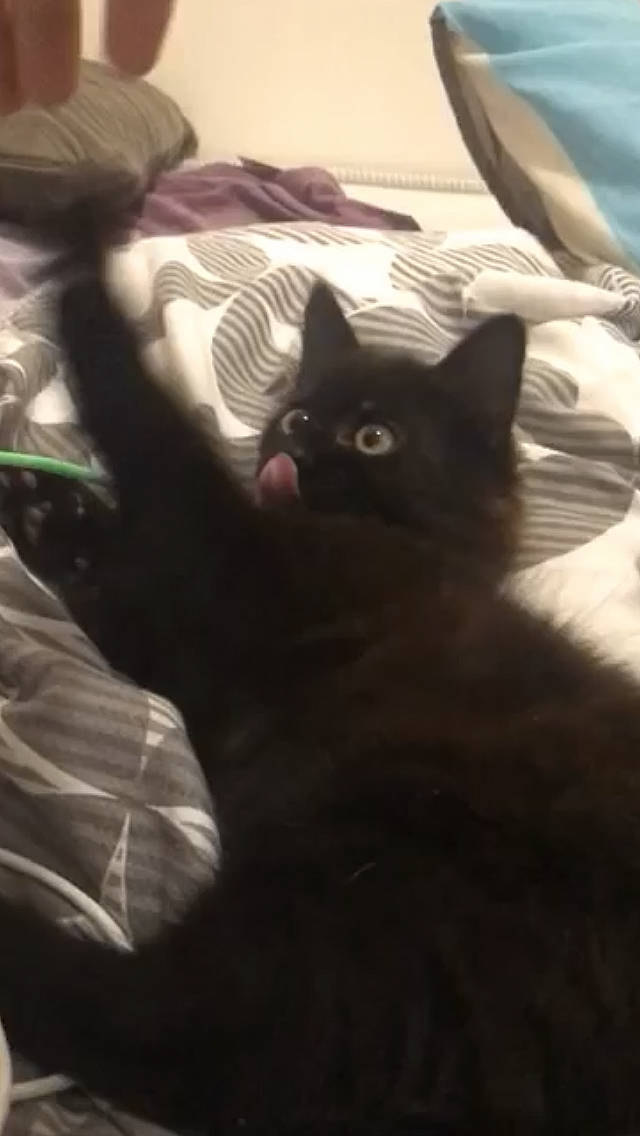 Krokmou a rejoint le concours — aidez-le/la à gagner de superbes lots ! black_cat, carnivore, cat, comfort, darkness, domestic_short_haired_cat, felidae, fur, grey, head, linens, paw, sand, sky, small_to_medium_sized_cats, snout, tail, whiskers, wood