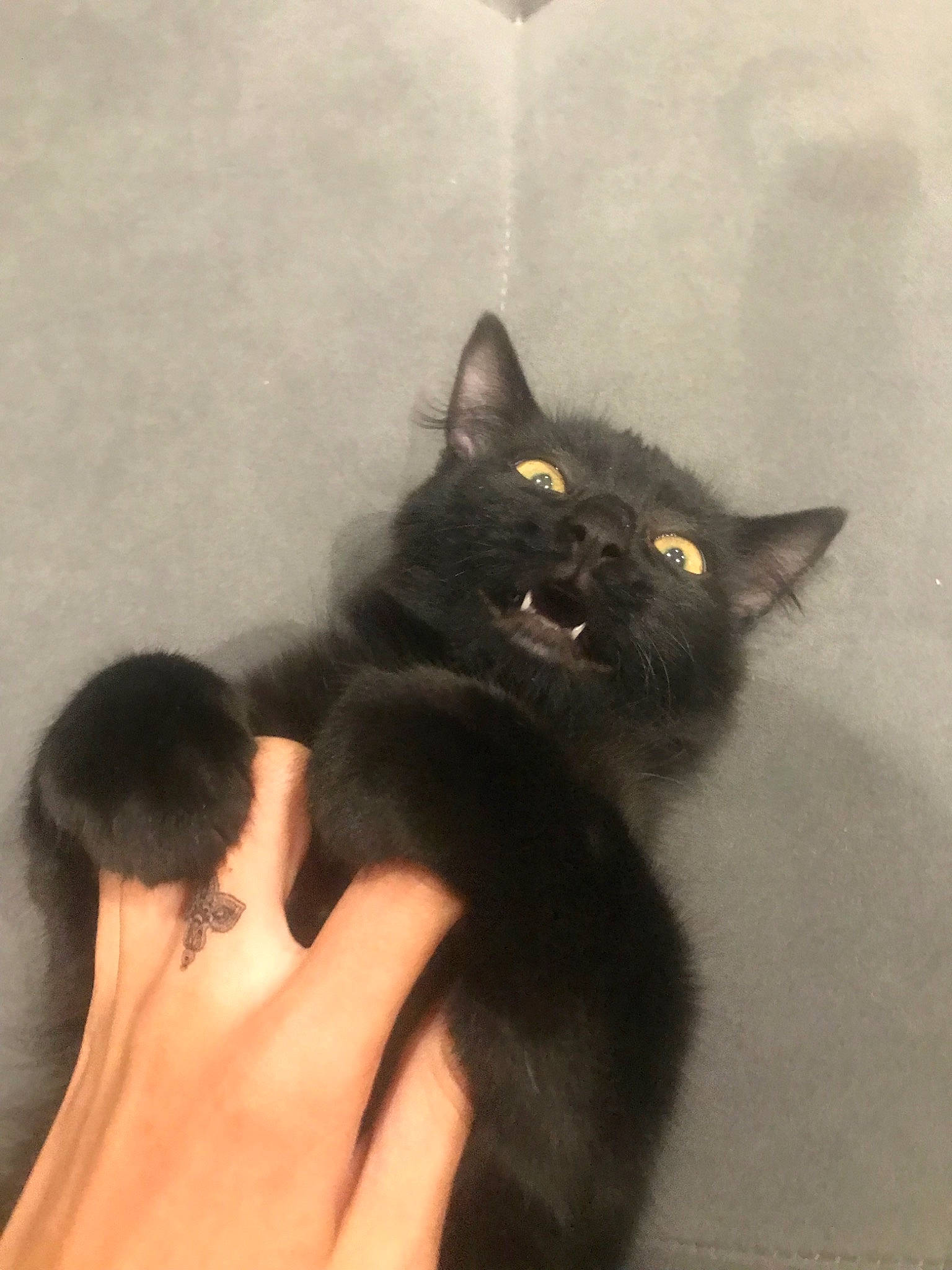 Krokmou a rejoint le concours — aidez-le/la à gagner de superbes lots ! black_cat, carnivore, cat, comfort, ear, eye, eyelash, felidae, gesture, hair, hand, leg, mammal, paw, plant, small_to_medium_sized_cats, snout, tail, whiskers, wrist