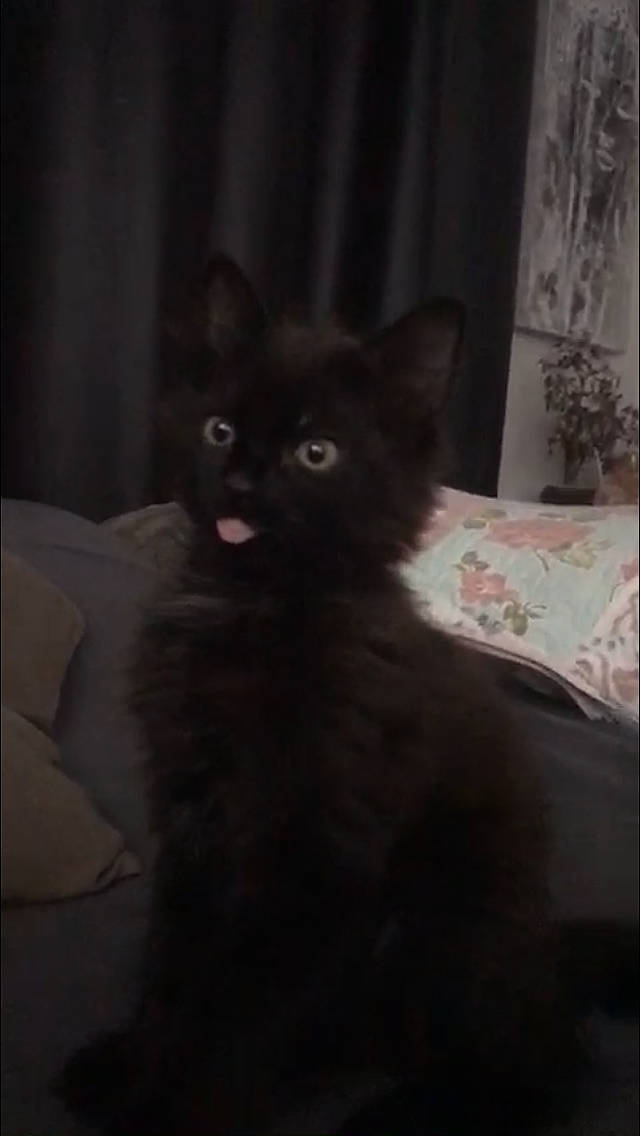 Krokmou a rejoint le concours — aidez-le/la à gagner de superbes lots ! bed, black_cat, carnivore, cat, claw, comfort, darkness, domestic_short_haired_cat, felidae, fur, grey, room, sitting, small_to_medium_sized_cats, stairs, tail, terrestrial_animal, whiskers, window