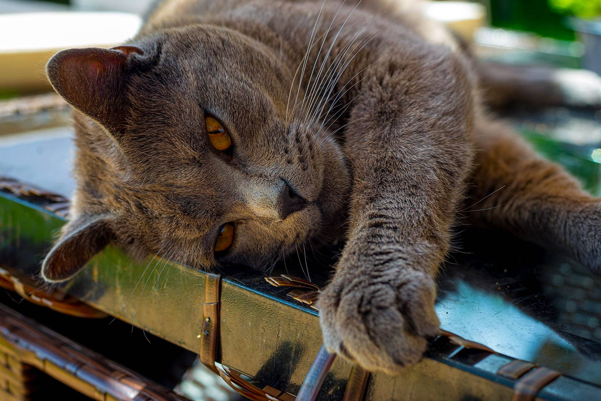 Tchoupi participe au concours pour gagner de l'argent avec cette photo : carnivore, cat, claw, domestic_short_haired_cat, felidae, fur, organism, paw, plant, russian_blue, small_to_medium_sized_cats, snout, tail, terrestrial_animal, vertebrate, whiskers, wildlife