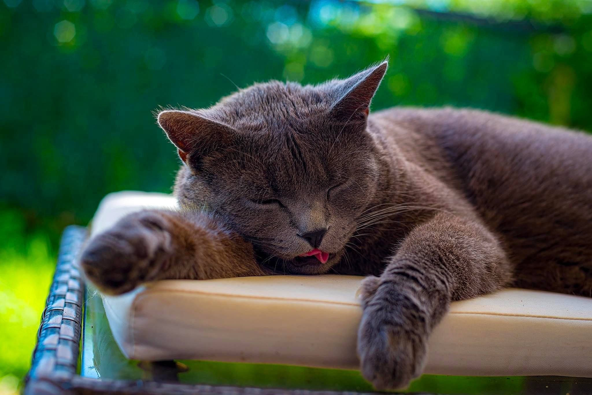 Tchoupi a rejoint le concours — aidez-le/la à gagner de superbes lots ! biting, carnivore, cat, cat_supply, claw, comfort, domestic_short_haired_cat, fawn, felidae, fur, grass, nap, paw, russian_blue, sitting, small_to_medium_sized_cats, snout, tail, terrestrial_animal, whiskers