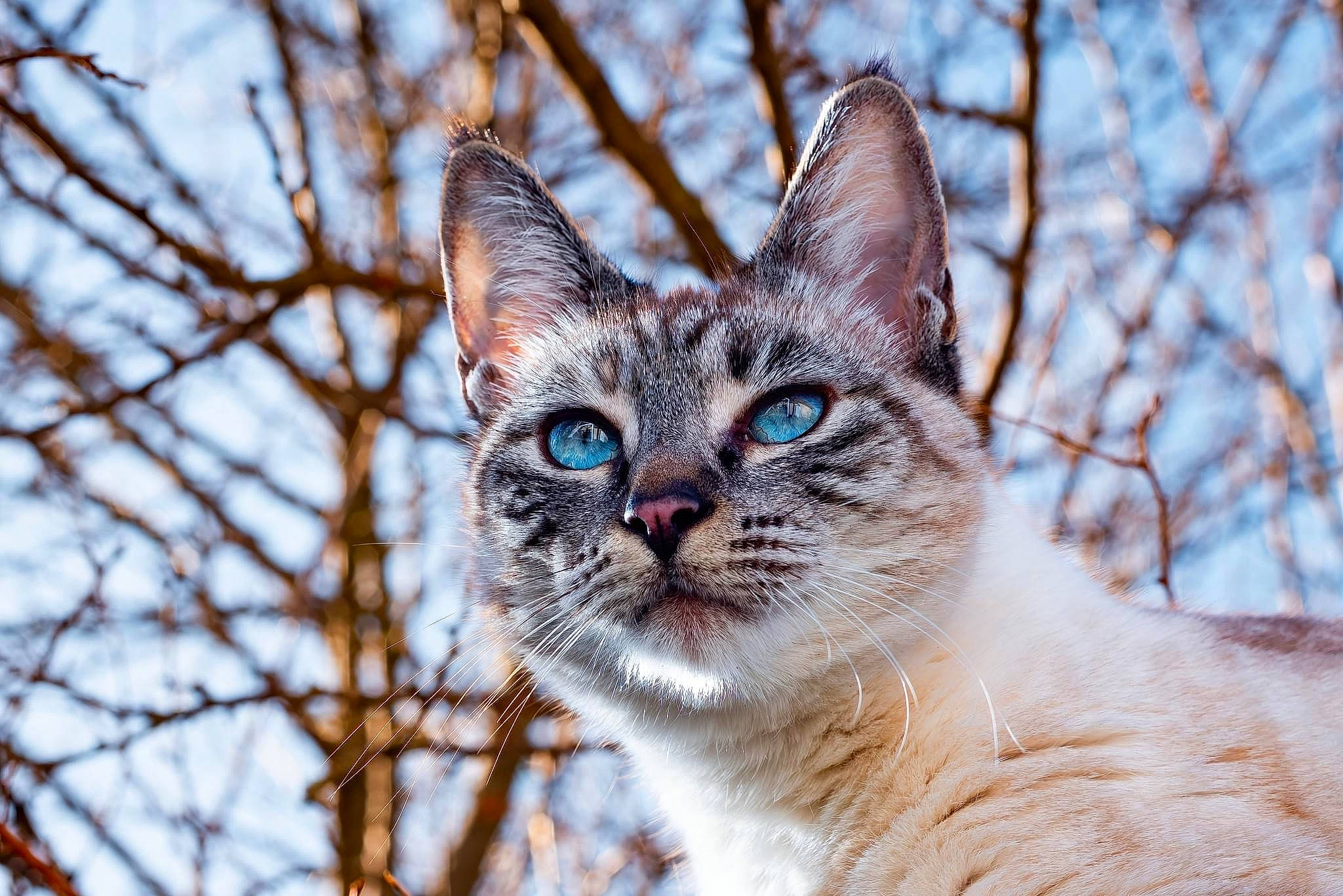 Goudjo participe au concours pour gagner de l'argent avec cette photo : art, carnivore, cat, domestic_short_haired_cat, fawn, felidae, freezing, fur, plant, small_to_medium_sized_cats, snout, snow, tail, terrestrial_animal, tree, trunk, twig, whiskers, wildlife, winter