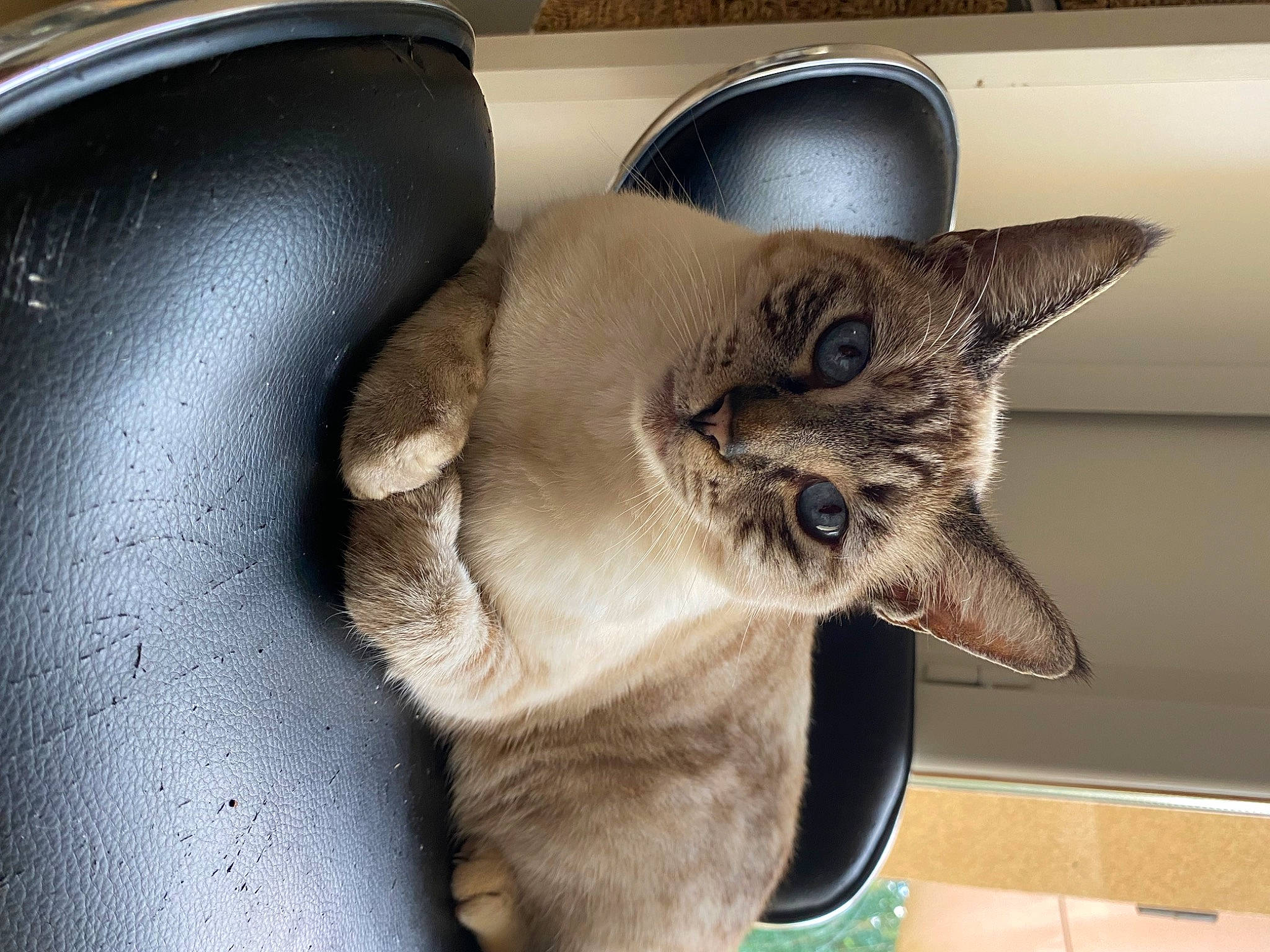 Goudjo participe au concours pour gagner de l'argent avec cette photo : carnivore, cat, cat_supply, claw, comfort, domestic_short_haired_cat, fawn, felidae, fur, paw, siamese, small_to_medium_sized_cats, snout, tail, thai, tonkinese, whiskers, window