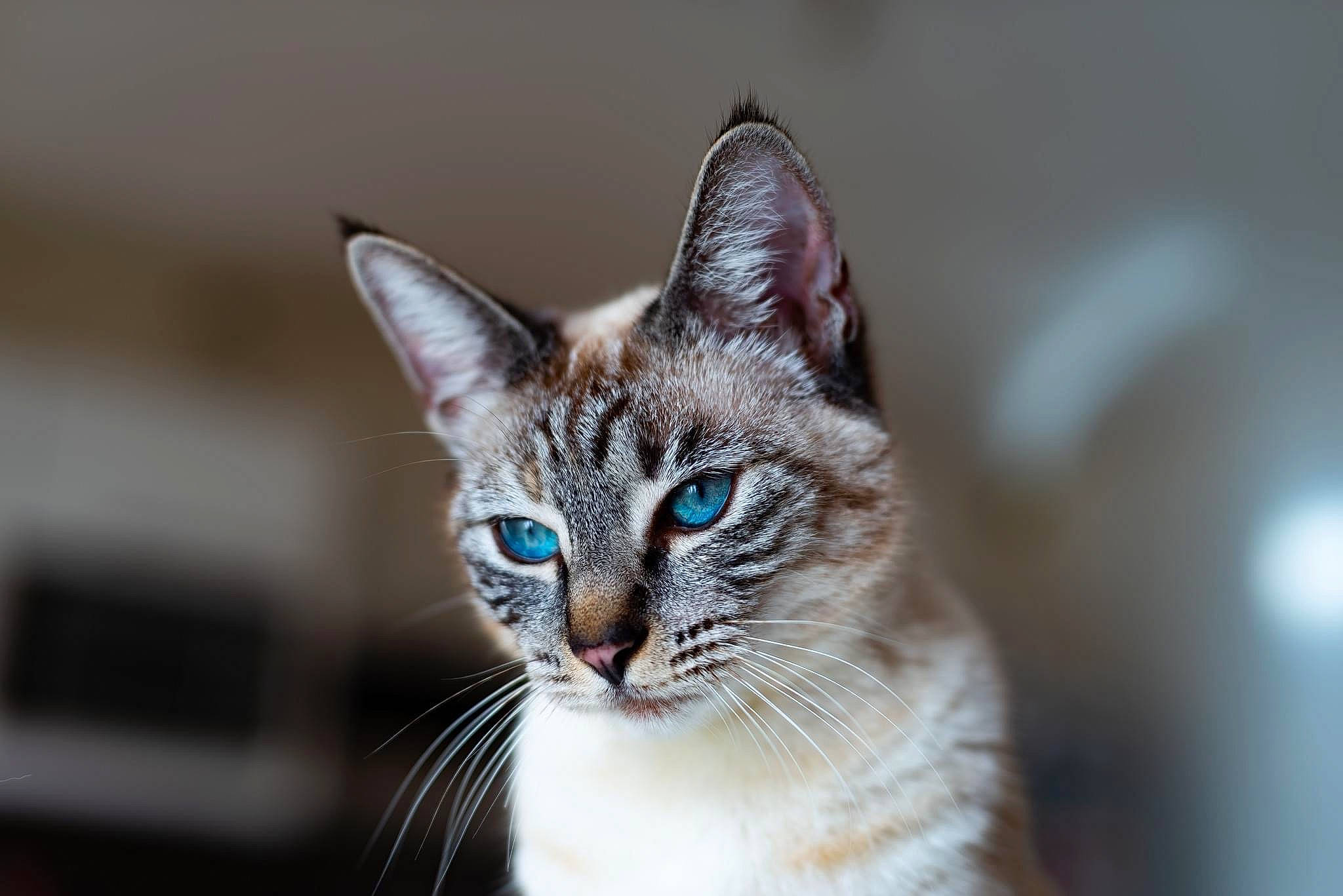 Goudjo participe au concours pour gagner de l'argent avec cette photo : art, carnivore, cat, domestic_short_haired_cat, eye, felidae, fur, head, macro_photography, small_to_medium_sized_cats, snout, tail, terrestrial_animal, tree, water, whiskers, wildlife