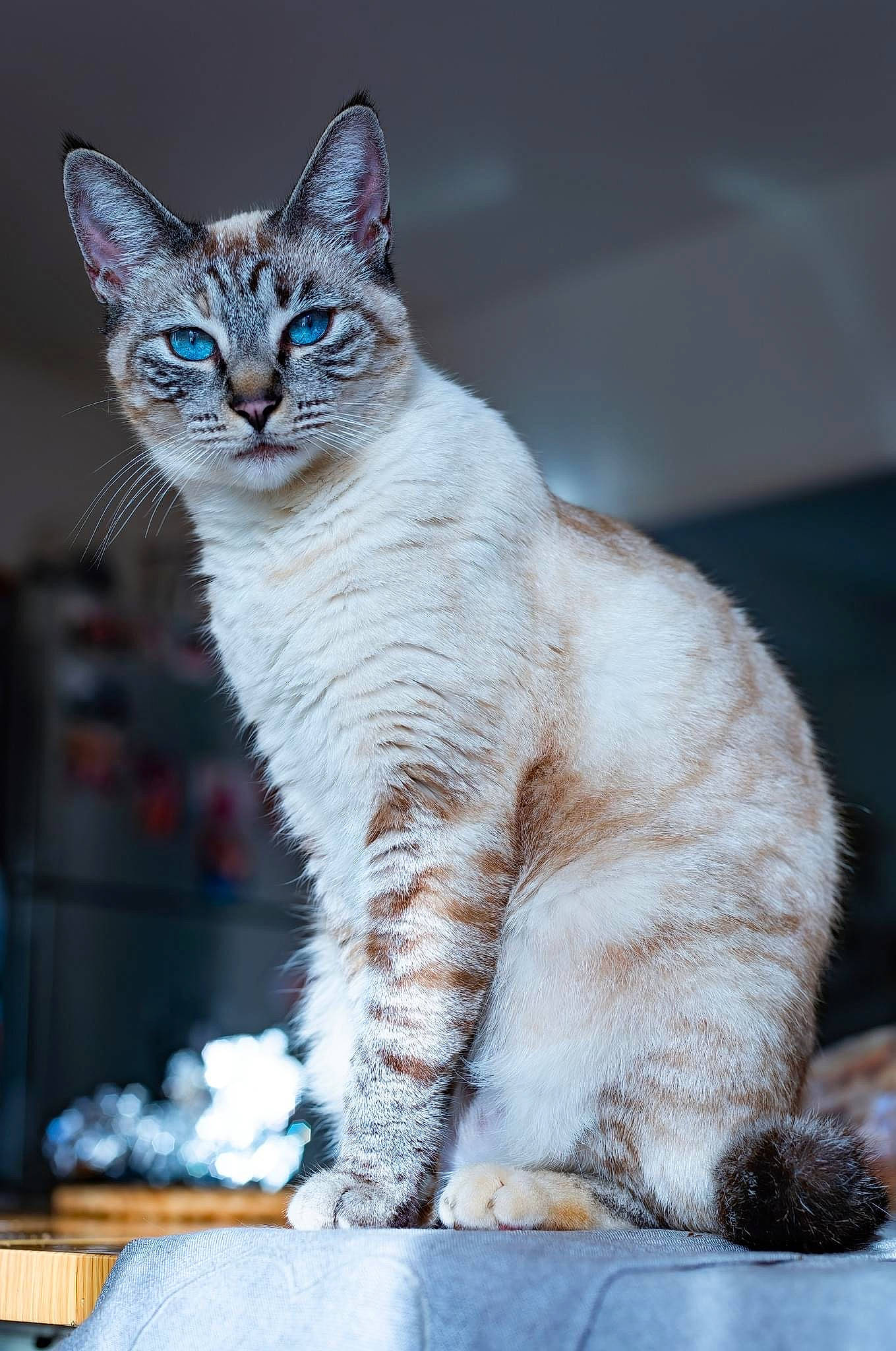 Goudjo participe au concours pour gagner de l'argent avec cette photo : blue, carnivore, cat, claw, domestic_short_haired_cat, electric_blue, fawn, felidae, fur, paw, pet_supply, small_to_medium_sized_cats, snout, snow, tail, terrestrial_animal, whiskers, wildlife, window, winter