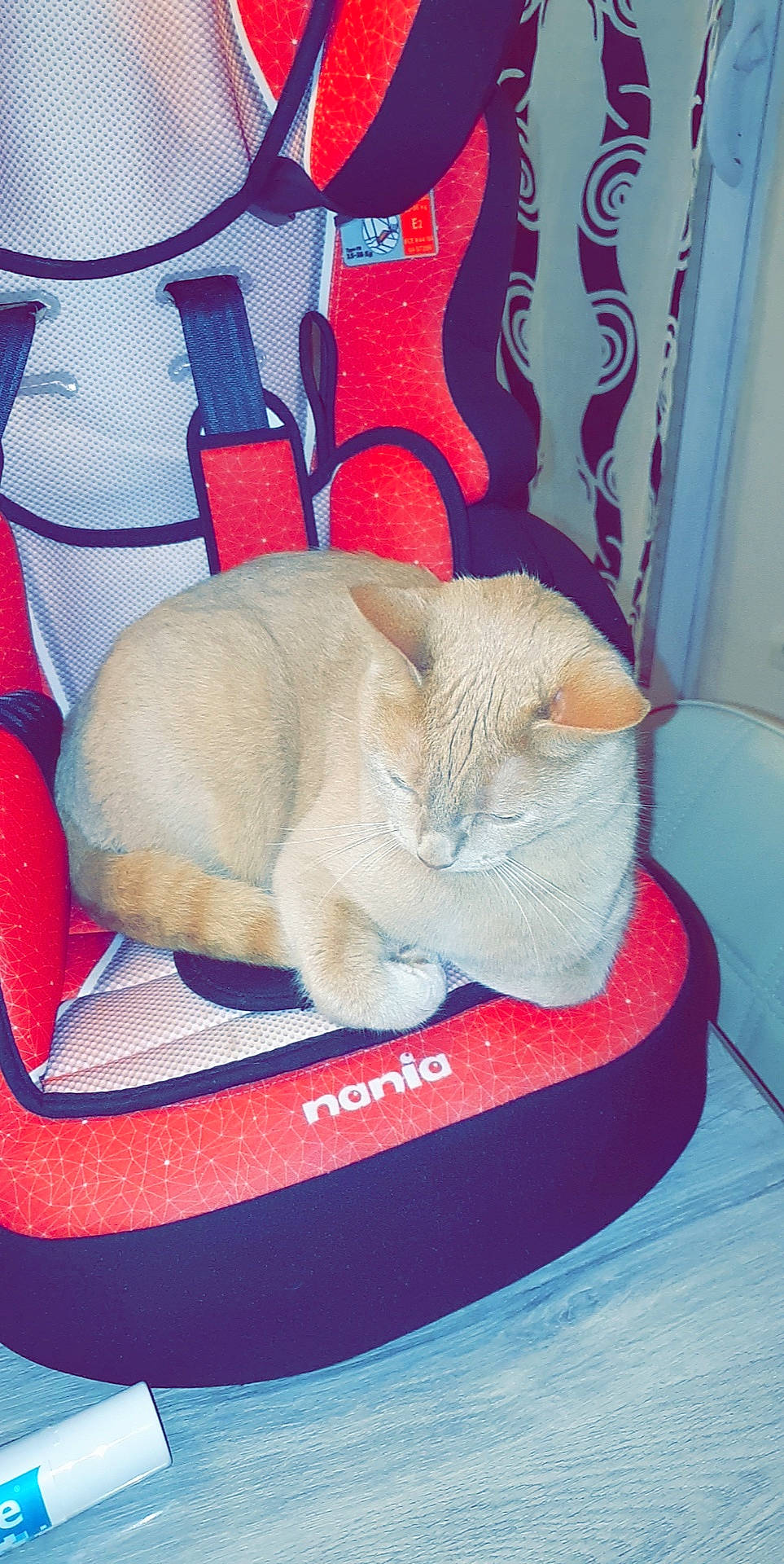 Niska a rejoint le concours — aidez-le/la à gagner de superbes lots ! asian, british_shorthair, carnivore, cat, cat_bed, cat_supply, comfort, domestic_short_haired_cat, european_shorthair, fawn, felidae, kitten, pet_supply, small_to_medium_sized_cats, whiskers