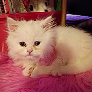 Ruby is registered to the contest to win money with this photo: kitten, white_cat, fluffy, pink_collar, pink_fur_rug, plush_toy, red_bow, indoor, pet, cute, animal, feline, resting, soft_texture, closeup, domestic_cat, young_cat, cozy, toy, pink