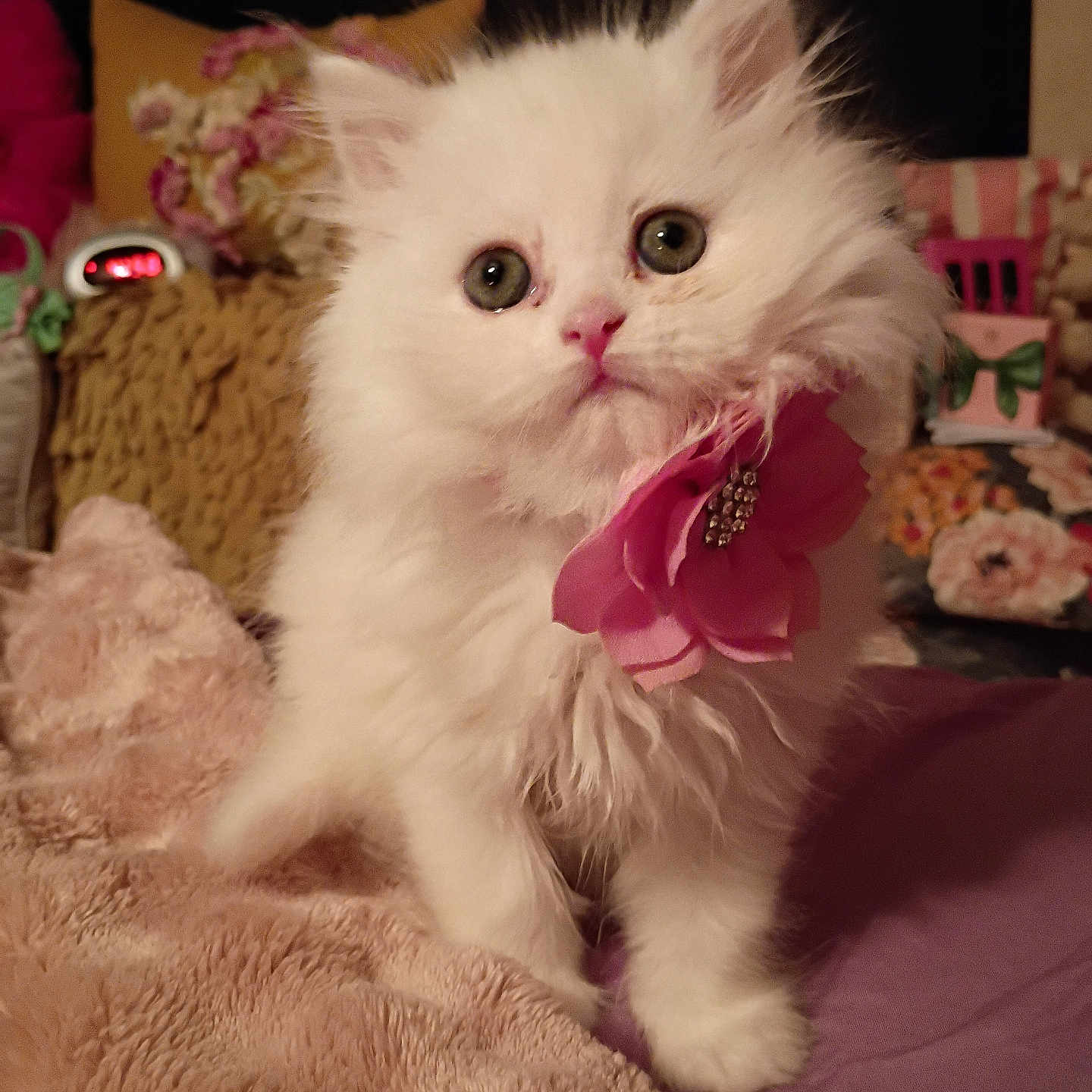 Ruby joined the competition — help win amazing prizes! animal, bedroom, blanket, closeup, cozy, curious, cute, decor, domestic_cat, feline, fluffy, fur, indoor, kitten, pet, pink_flower, small, soft, white_cat, young