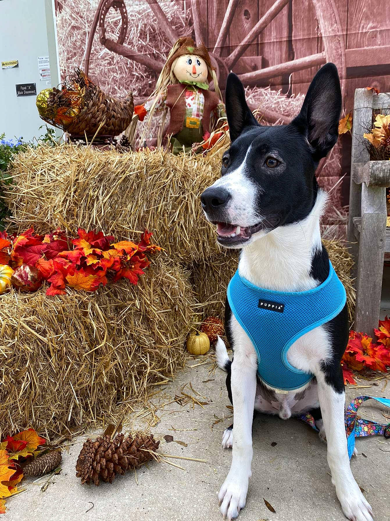 Alfie joined the competition — help win amazing prizes! calabaza, carnivore, collar, companion_dog, dog, dog_breed, dog_collar, dog_supply, fawn, grass, natural_foods, plant, pumpkin, snout, sporting_group, tail, vegetable, whiskers, window, winter_squash