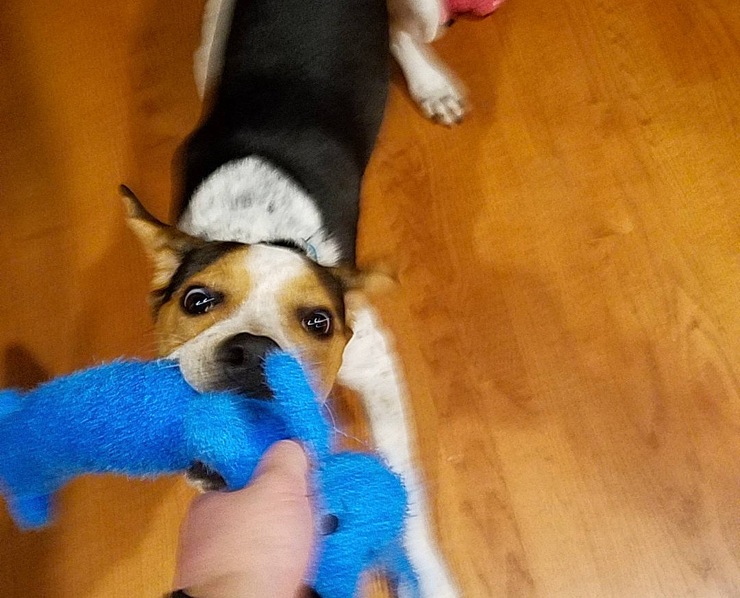 Bartles is registered to the contest to win money with this photo: carnivore, companion_dog, dog, dog_breed, dog_supply, fawn, flooring, fur, hardwood, paw, plank, snout, sporting_group, tail, toy_dog, varnish, whiskers, wood, wood_stain, working_animal