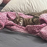 Twilight is registered to the contest to win money with this photo: cat, tabby_cat, blanket, pink_blanket, bed, pillow, sleeping, cozy, resting, indoor, feline, pet, animal, fur, comfort, relaxation, cute, domestic_cat, soft_texture, home