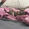 cat, tabby_cat, blanket, pink_blanket, bed, pillow, sleeping, cozy, resting, indoor, feline, pet, animal, fur, comfort, relaxation, cute, domestic_cat, soft_texture, home