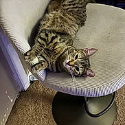 Twilight is registered to the contest to win money with this photo: animal, carpet, cat, chair, comfortable, cozy, curious, domestic_animal, ears, furniture, home, indoor, lounging, mammal, pet, relaxed, resting, striped_fur, tabby_cat, whiskers