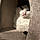 Tom