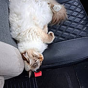 Titou participe au concours pour gagner de l'argent avec cette photo : cat, fluffy, sleeping, car_seat, leather_seat, relaxed, pet, animal, indoor, cozy, fur, cute, paws, resting, seatbelt_buckle, vehicle_interior, car_floor_mat, tabby, domestic_cat, napping