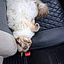 cat, fluffy, sleeping, car_seat, leather_seat, relaxed, pet, animal, indoor, cozy, fur, cute, paws, resting, seatbelt_buckle, vehicle_interior, car_floor_mat, tabby, domestic_cat, napping
