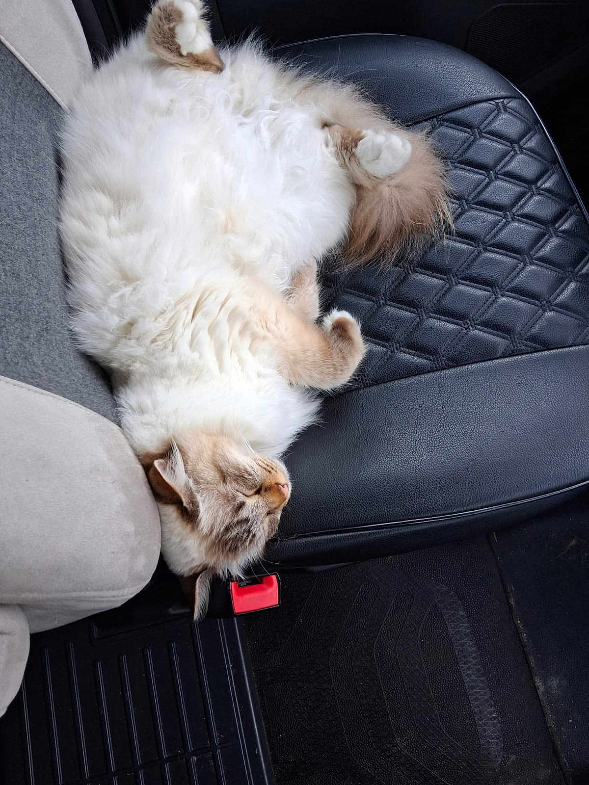 Titou