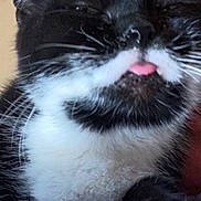 Moustache a rejoint le concours — aidez-le/la à gagner de superbes lots ! cat, black_and_white, tongue_out, close_up, whiskers, fur, pet, animal, cute, resting, blue_blanket, indoor, face_partial, human, fur_texture, nose, ears, sleepy, cozy, domestic_animal