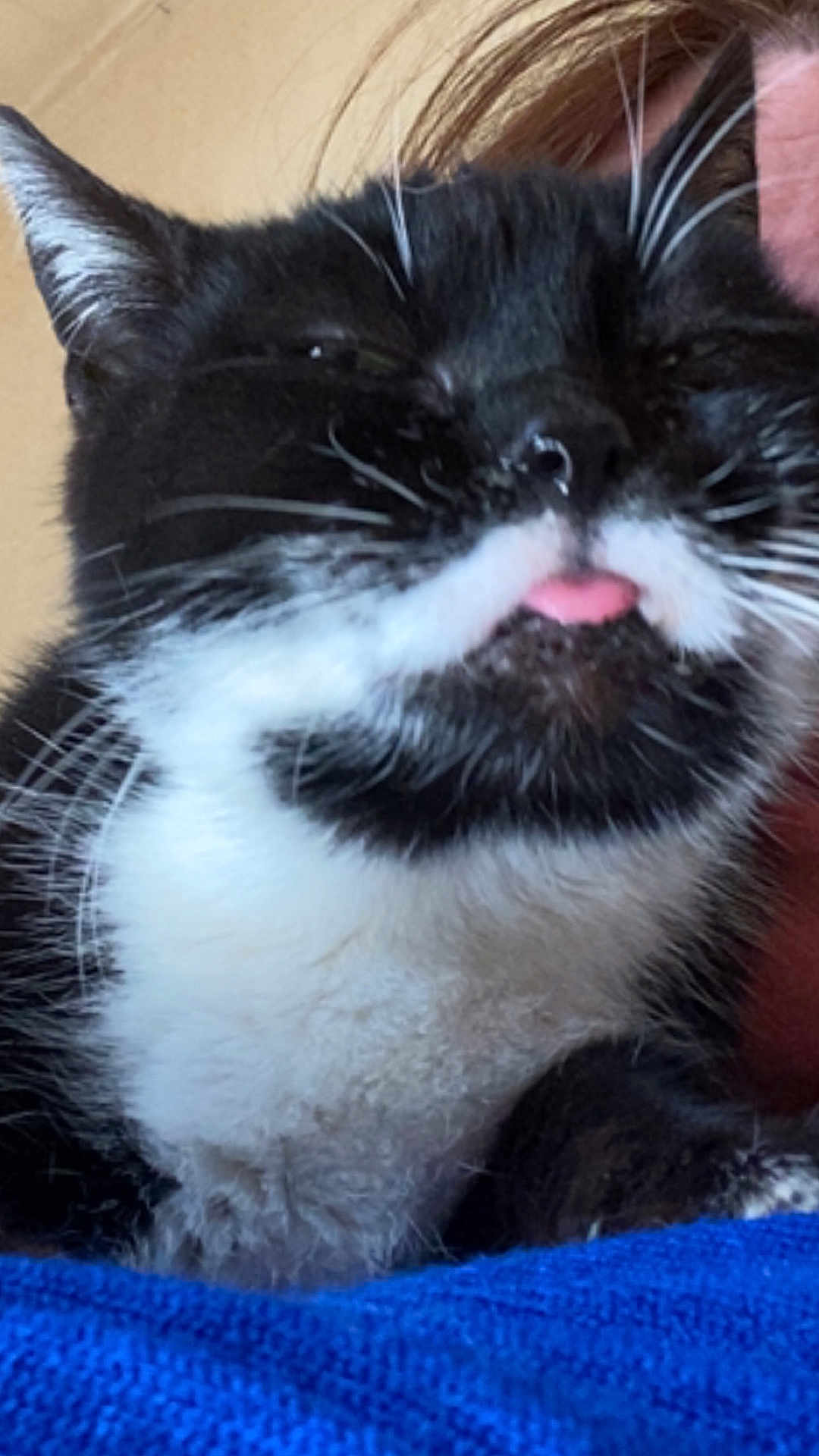 Moustache